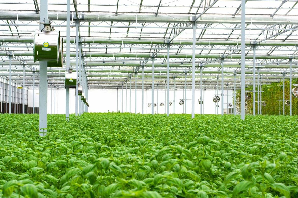 Large-scale controlled environment agriculture greenhouse