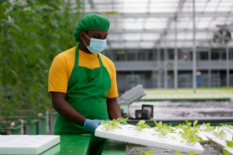 Hydroponic raft growing channels
