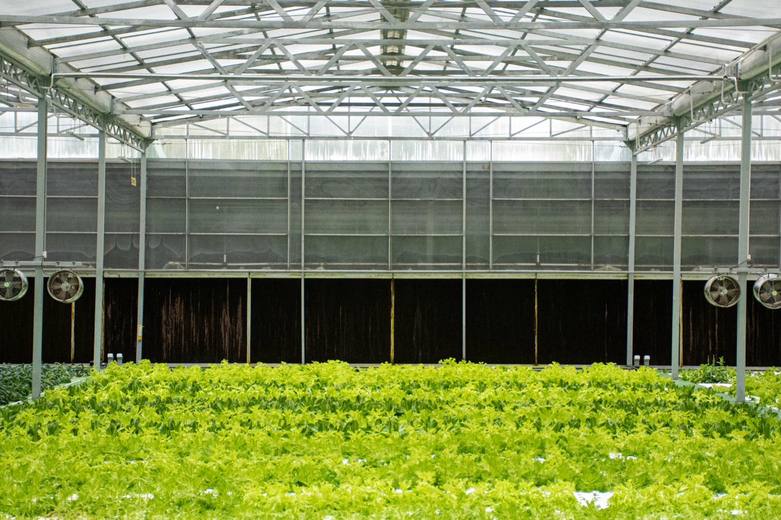 Tilapia aquaculture tanks integrated with hydroponic system