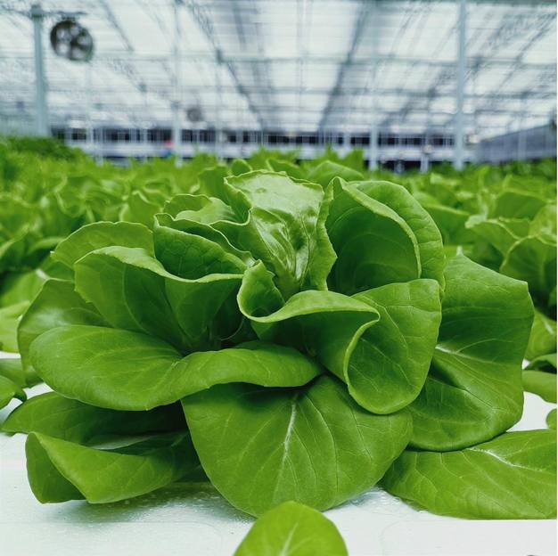 Hydroponic lettuce production in greenhouse
