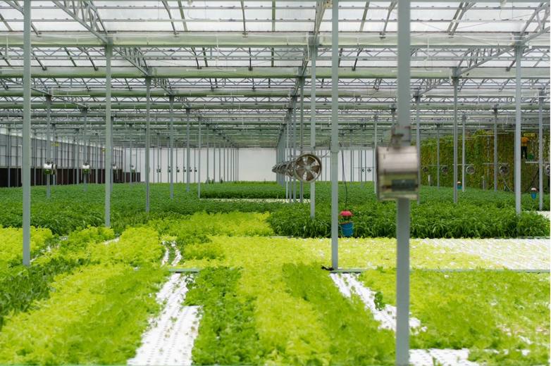 Multiple crop varieties growing in controlled environment