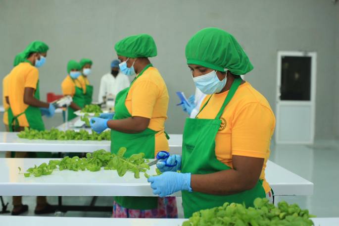 Workers in protective equipment inside certified packing facility