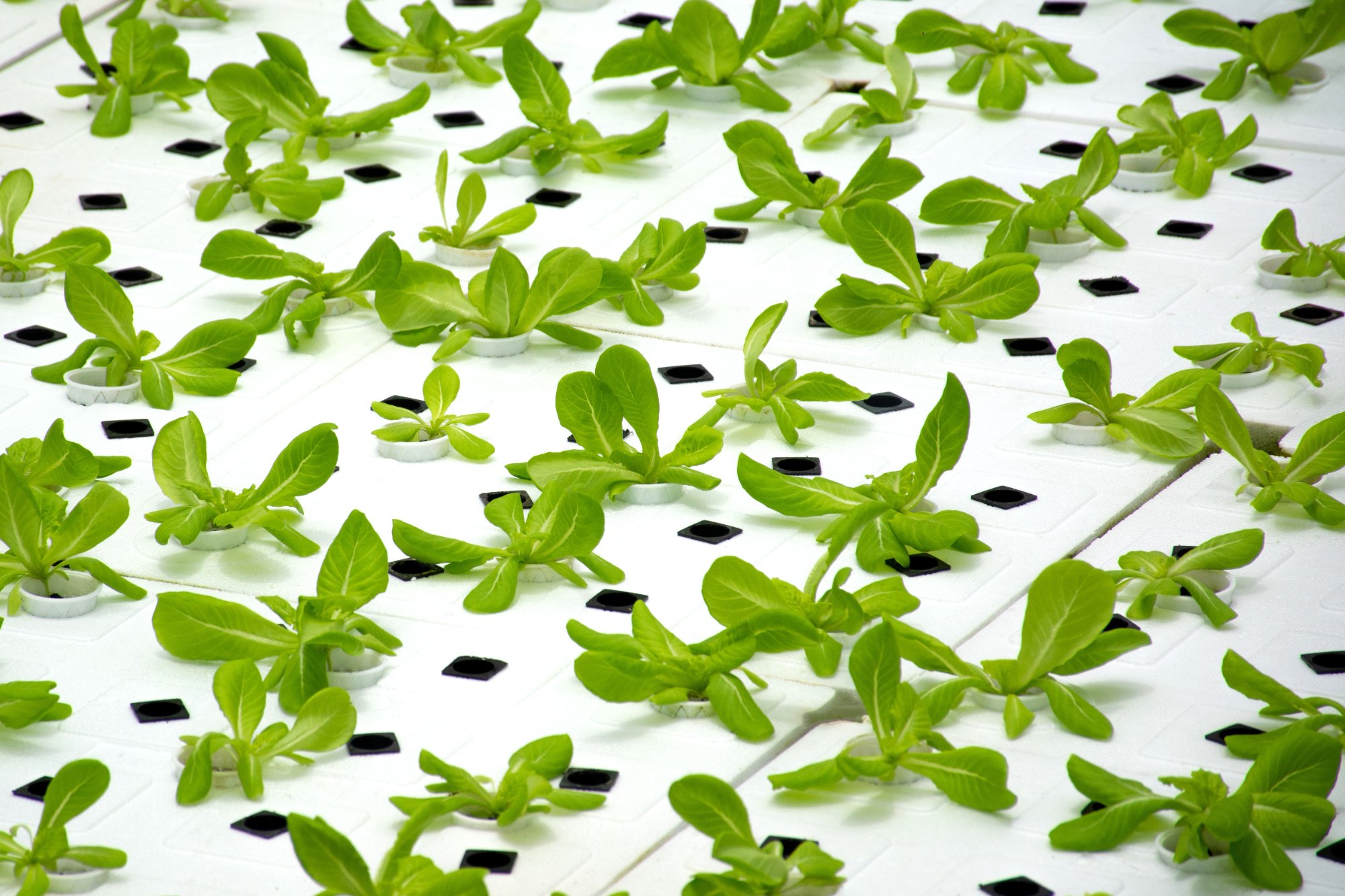 Floating raft hydroponic growing system
