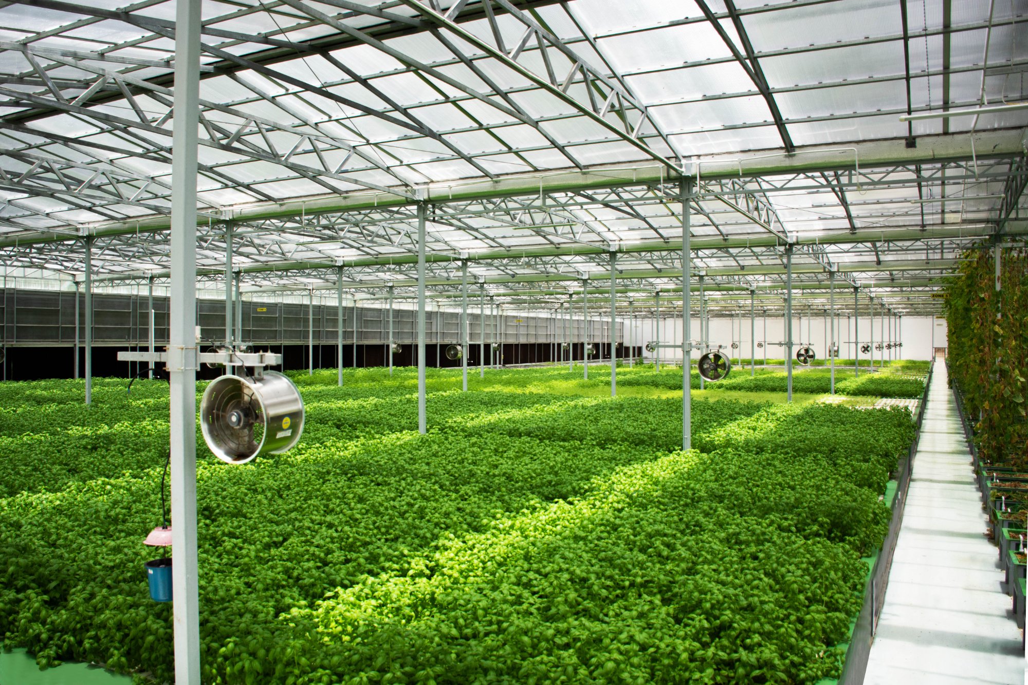 Interior of commercial greenhouse growing basil hydroponically